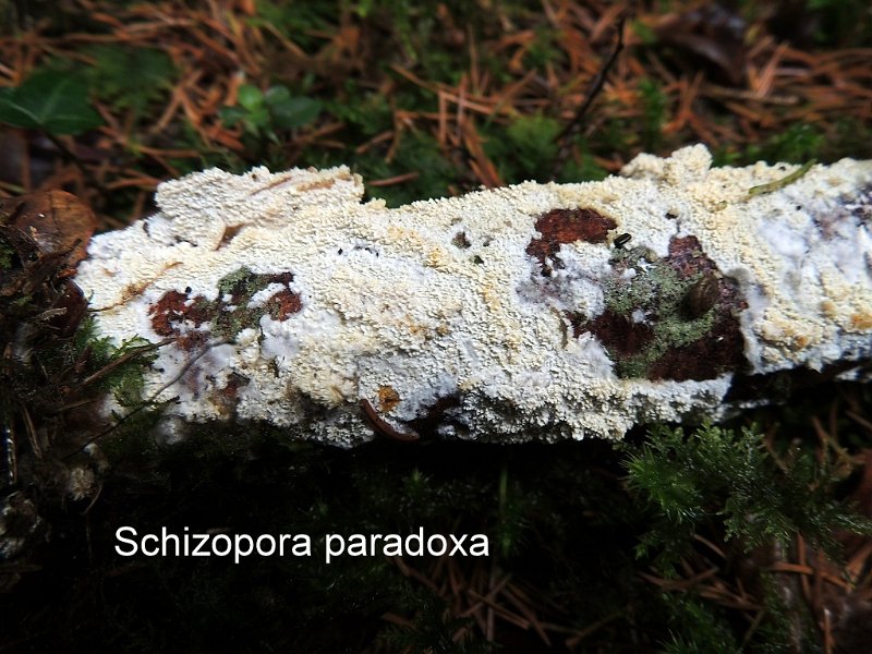 Schizopora paradoxa-amf1550.jpg - Schizopora paradoxa ; Syn1: Irpex paradoxus ; Syn2: Hydnum paradoxum ; Nom français: Polypore étrange
